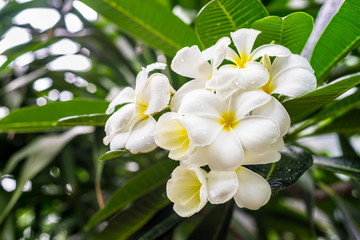 Obraz na płótnie Canvas frangipani flower 