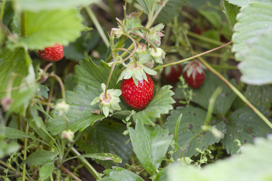 Fresh strawberries, strawberry bush, selective focus