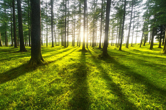 Fototapeta sunny forest