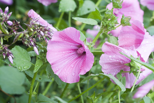 Lilac lavatera in the garden in the drops of dew, selective focus