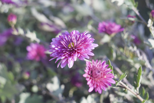 Lilac chrysanthemums in the garden in the sun, selective focus,
