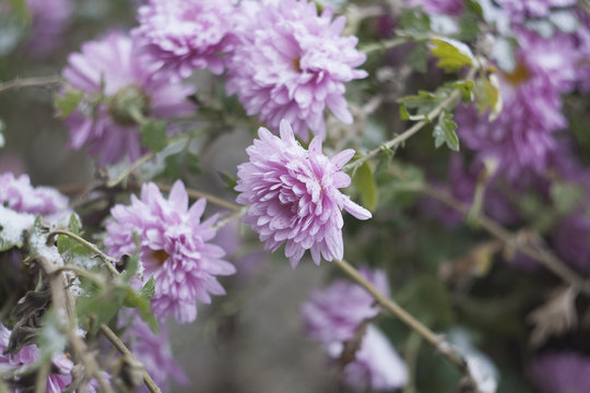 Lilac chrysanthemums in the garden under the snow, selective focus