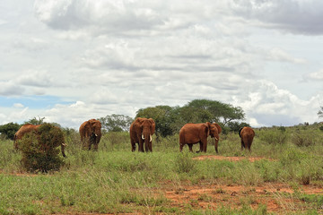 Fototapeta na wymiar Elephants