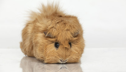 Guinea pig