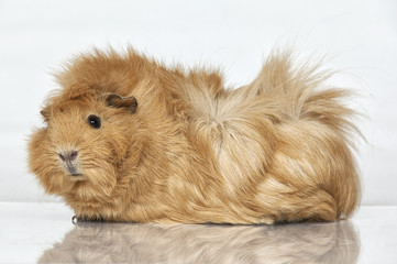 Guinea pig