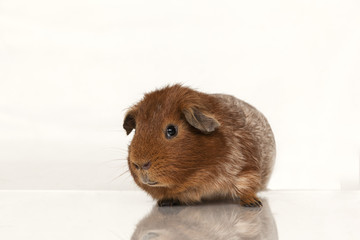 Guinea pig