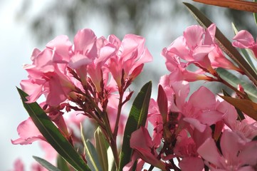 rosblühender Oleander, wie hübsch...