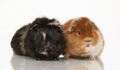 Guinea pig