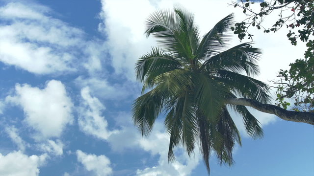 Coconut palm trees against blue sky. Tropical palm brunch with sky background.