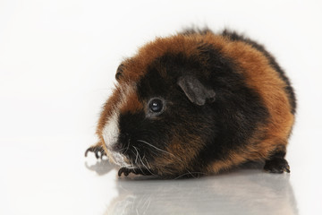 Guinea pig