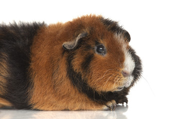 Guinea pig