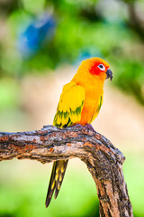 Sun Conure