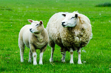 Ewe with Lamb on Romney Marsh, Kent, England