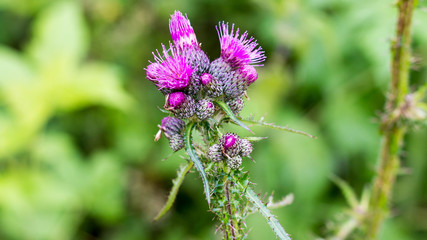 Distel