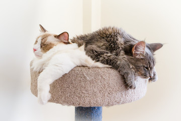 Cat Companions sleeping on each other