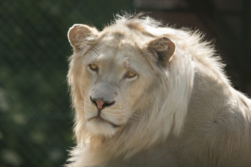 Portret witte leeuw
