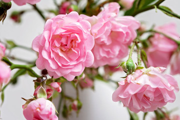 Small pink roses in a vase, texture background