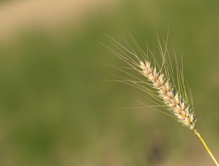 Épis de blé sur fond flou