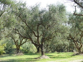 Grosser Olivenbaum