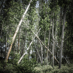 Birkenwald mit umgefallenen Bäumen