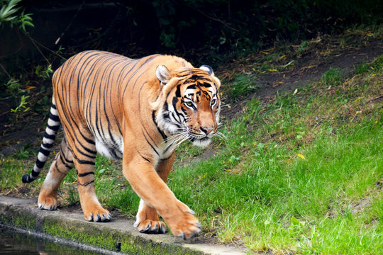 The gaze of a tiger. Eye of the tiger. The grin of a tiger. Tiger profile. Beautiful and calm tiger. Stock photo.