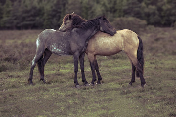 Fototapeta premium Side view of two horses hugging in field