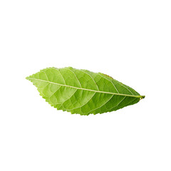 Obraz premium Green leaf isolated on white background