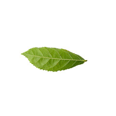 Obraz premium Green leaf isolated on white background