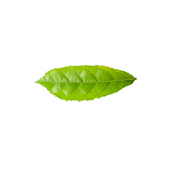 Obraz premium Green leaf isolated on white background