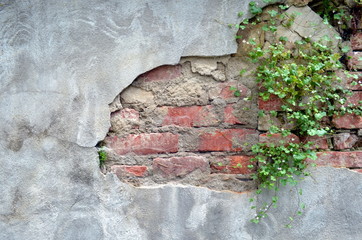 Alte bewachsene Mauer