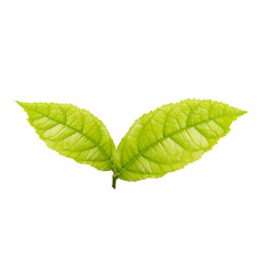 Green leaf isolated on white background