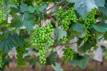 young green grapes.