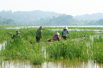 Fototapeta na wymiar Asian farmer, row boat, family, go to work