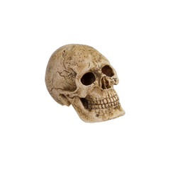 human skull on a white background.