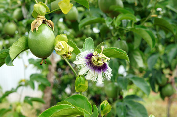 passion fruit, vitamin C, healthy food, passionfruit