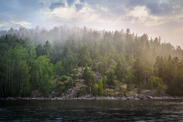 mystical fog over the forest