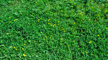 Yellow flowers in green grass bacground