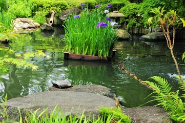 Naklejka na ściany i meble 亀と菖蒲と池