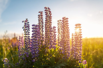 Obraz premium Violet lupine flowers