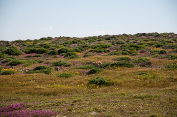 Obraz premium Violette, on the cliff