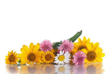 yellow daisy flowers