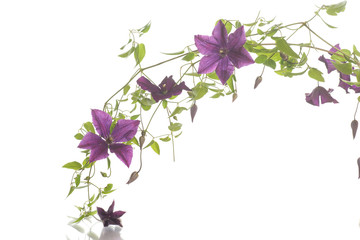 beautiful blooming clematis - obrazy, fototapety, plakaty