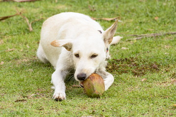 The dog is playing with the coconut that it is fun.
