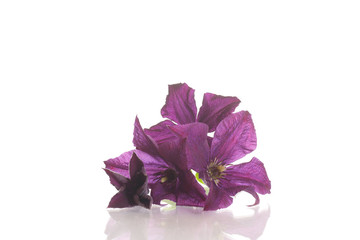 beautiful blooming clematis