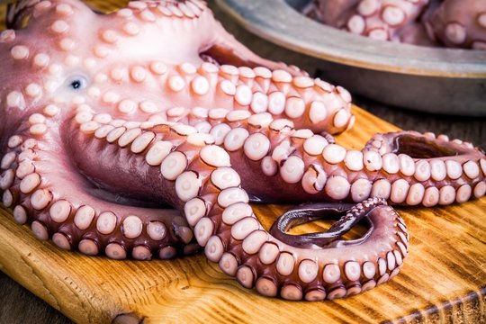 whole fresh raw octopus  on cutting board closeup