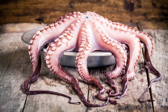 fresh octopus in the bowl