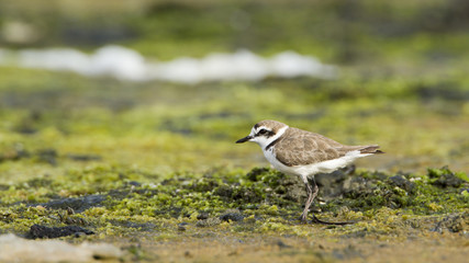 Kentish plover.bird in Pottuvil, Sri Lanka