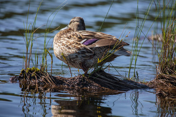 Duck in the Piliskiai lake