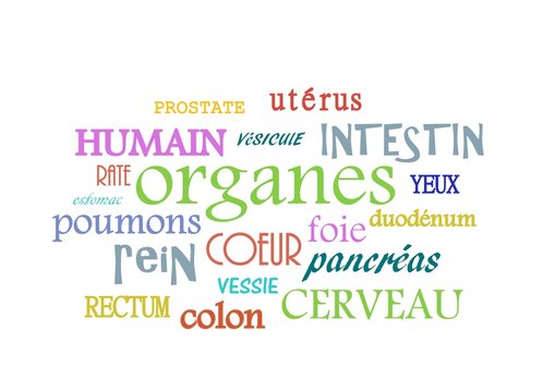nuage de tags"organes du corps humain"