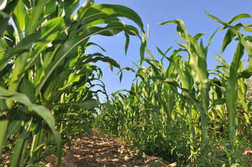 champ de maïs aux feuillage vert 